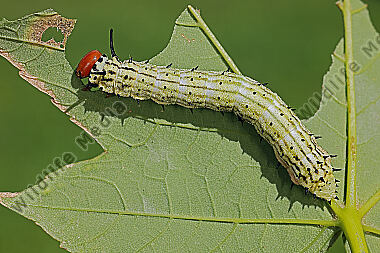 Rosa Ahornspinner Raupe