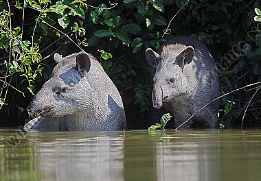 Flachlandtapir