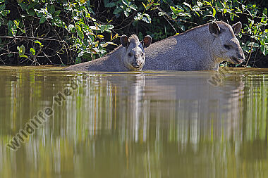 Flachlandtapir
