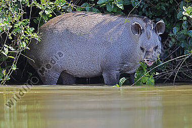 Flachlandtapir