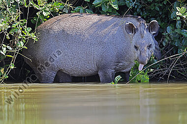 Flachlandtapir
