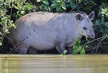 Flachlandtapir