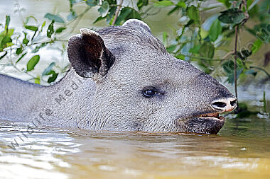 Flachlandtapir