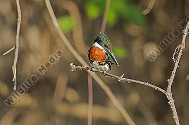 Grünfischer Männchen