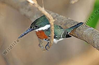 Grünfischer Männchen