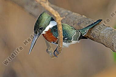 Grünfischer Männchen