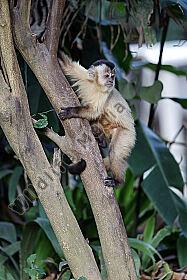 Azara-Kapuzineraffe
