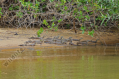 Brillenkaiman Babies