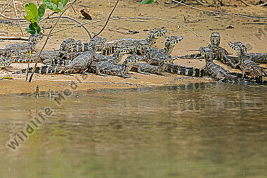 Brillenkaiman Babies