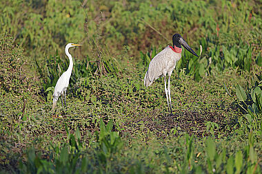 Jabiru