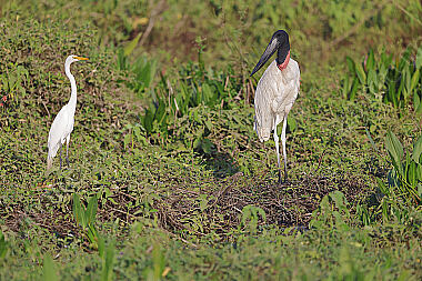 Jabiru