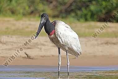Jabiru