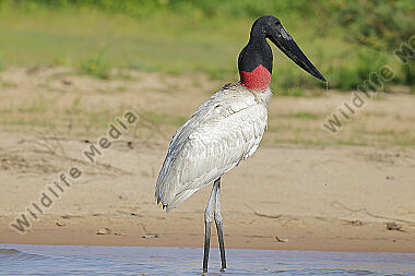 Jabiru
