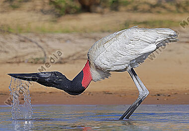 Jabiru