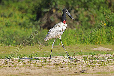 Jabiru