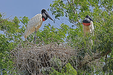 Jabiru