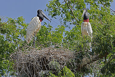 Jabiru