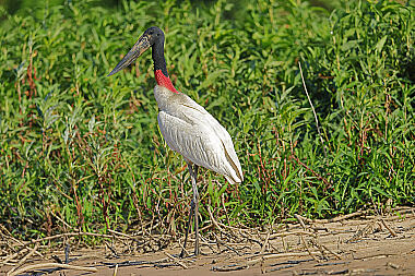 Jabiru