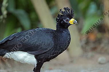 Nacktgesichthokko Männchen