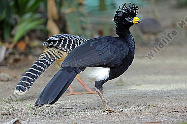 Nacktgesichthokko Männchen