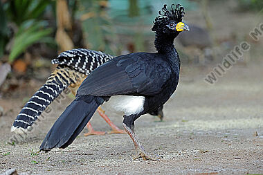 Nacktgesichthokko Männchen