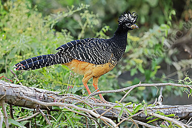 Nacktgesichthokko Weibchen