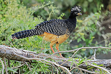 Nacktgesichthokko Weibchen