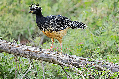 Nacktgesichthokko Weibchen
