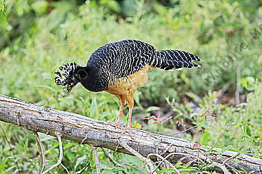 Nacktgesichthokko Weibchen