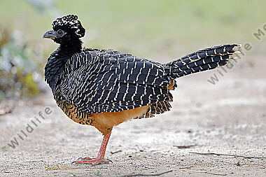 Nacktgesichthokko Weibchen