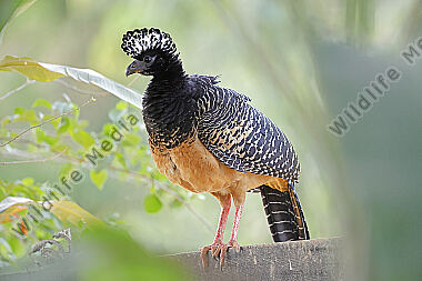 Nacktgesichthokko Weibchen