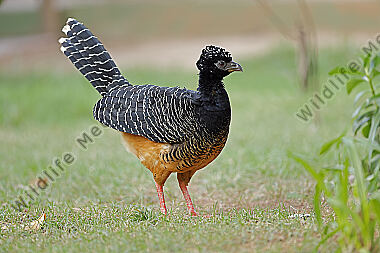 Nacktgesichthokko Weibchen