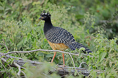 Nacktgesichthokko Weibchen