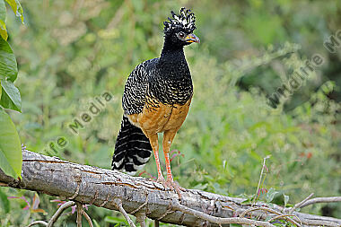 Nacktgesichthokko Weibchen