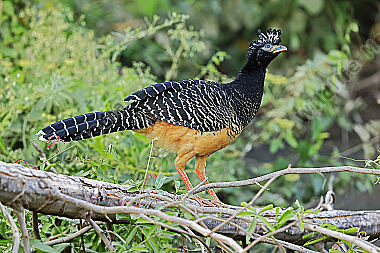 Nacktgesichthokko Weibchen