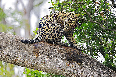 Jaguar