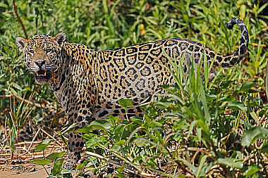 Jaguar