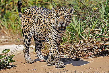 Jaguar