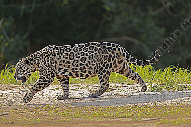 Jaguar