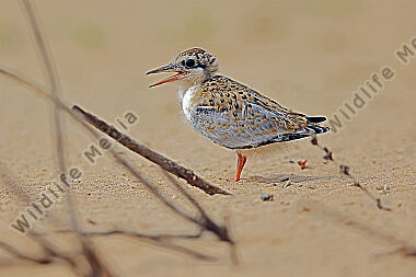 Amazonasseeschwalbe Jungvogel
