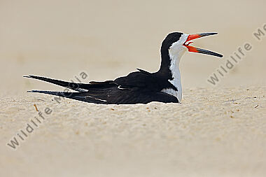 Amerikascherenschnabel