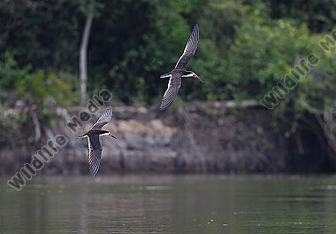 Amerikascherenschnabel
