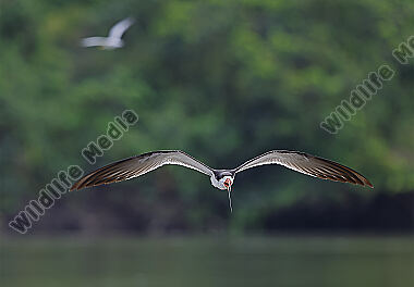 Amerikascherenschnabel