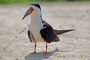 Amerikascherenschnabel