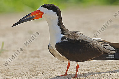 Amerikascherenschnabel