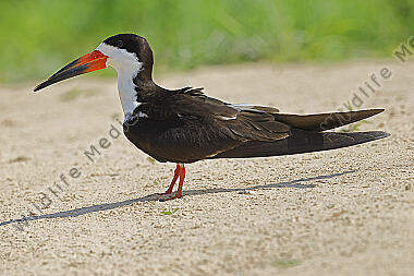 Amerikascherenschnabel