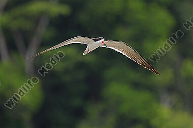 Amerikascherenschnabel