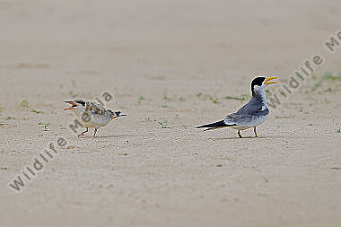 Großschnabel-Seeschwalbe