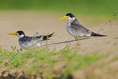 Großschnabel-Seeschwalbe
