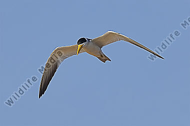 Großschnabel-Seeschwalbe